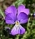 Viola corsica ssp. corsica